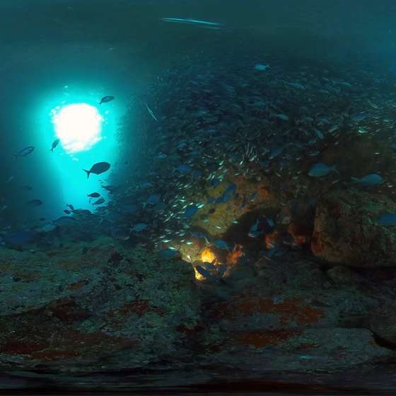 Blue Maomao Arch: Jacques Cousteau’s Top Dive