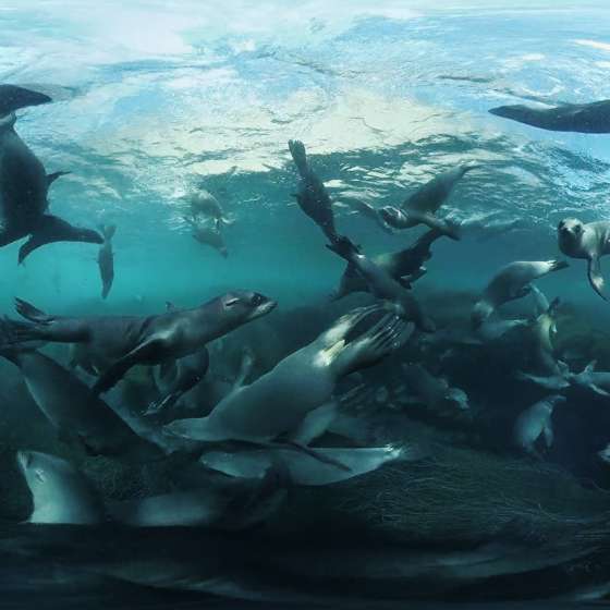 Swimming with a Raft of California Sea Lions taken by our Boxfish 360