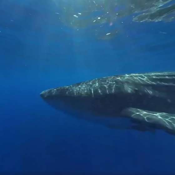 Beautiful Whale Shark – filmed on Boxfish 360 - epic!