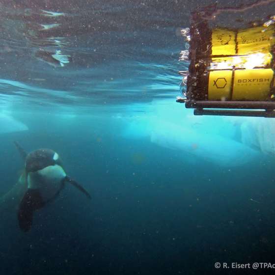 Boxfish Returns: Spectacular Footage of Antarctic Sea Life