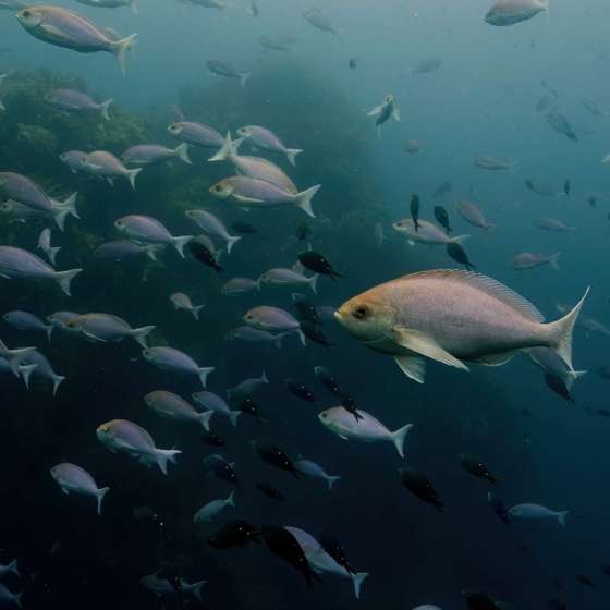 School fish at Poor Knights marine reserve - Shot on a Boxfish Luna 8K drone - Still 1