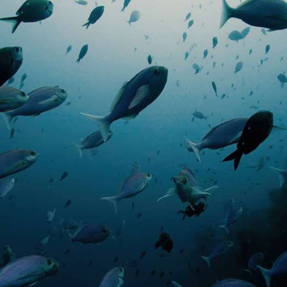 School fish at Poor Knights marine reserve - Shot on a Boxfish Luna Cinematography Underwater Drone - Still 4