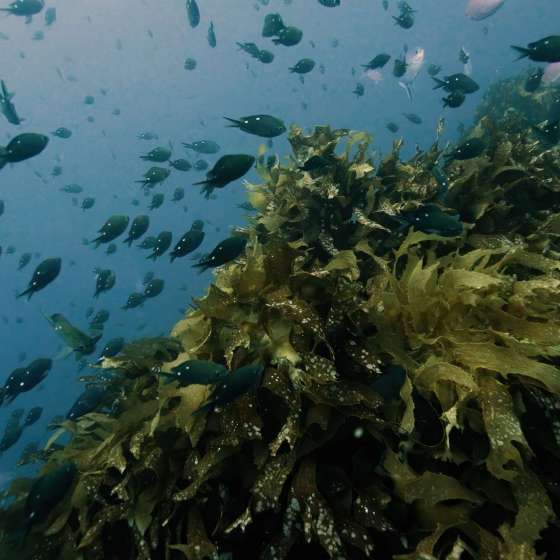 School fish at Poor Knights marine reserve - Shot on a Boxfish Luna - Still 6