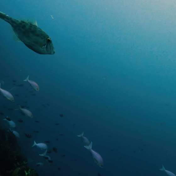 School fish at Poor Knights marine reserve - Shot on a Boxfish Luna - Still 7