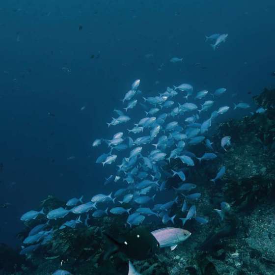 School fish at Poor Knights marine reserve - Shot on a Boxfish Luna - Still 8