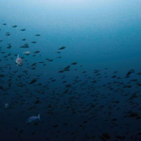 School fish at Poor Knights marine reserve - Shot on a Boxfish Luna - Still 9