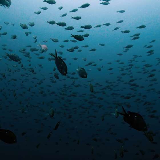 School fish at Poor Knights marine reserve - Shot on a Boxfish Luna - Still 11