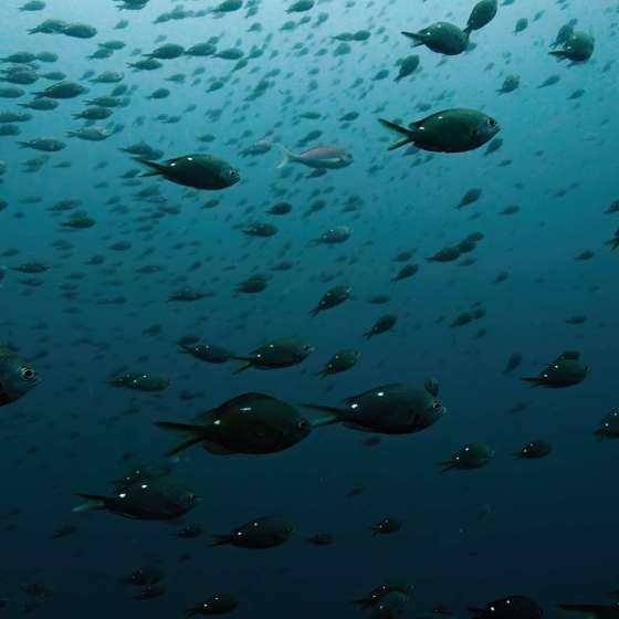 School fish at Poor Knights marine reserve - Shot on a Boxfish Luna - Still 12