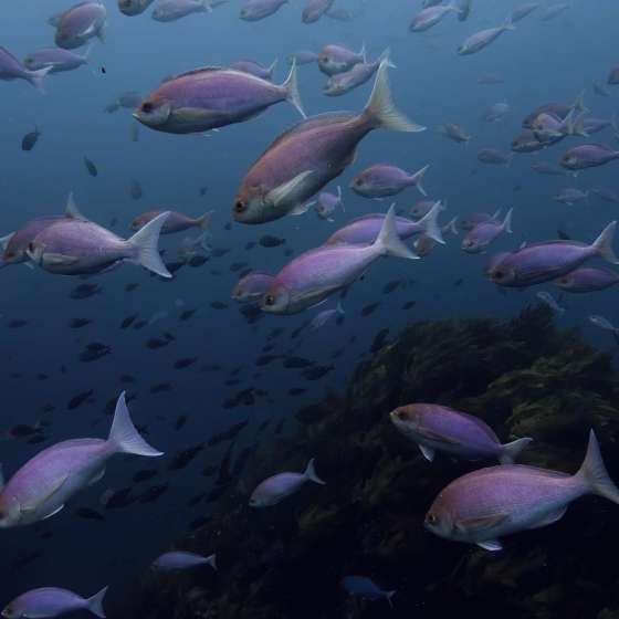 School fish at Poor Knights marine reserve - Shot on a Boxfish Luna - Still 10