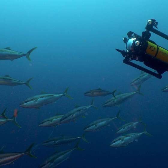 Introducing Boxfish Luna Underwater Drone for Filmmaking