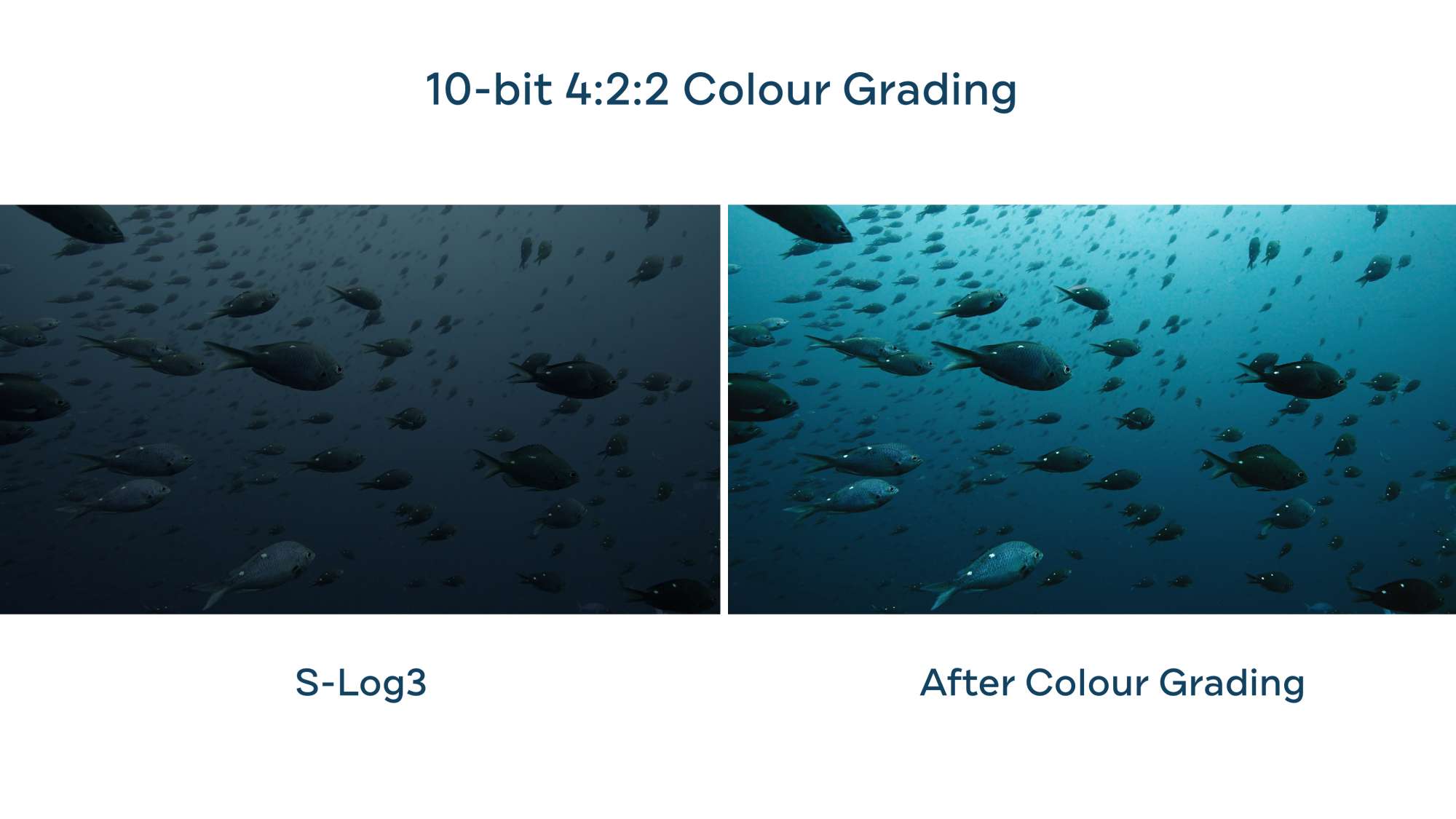 Underwater color grading Sony A7SIII Boxfish Luna Poor Knights marine reserve
