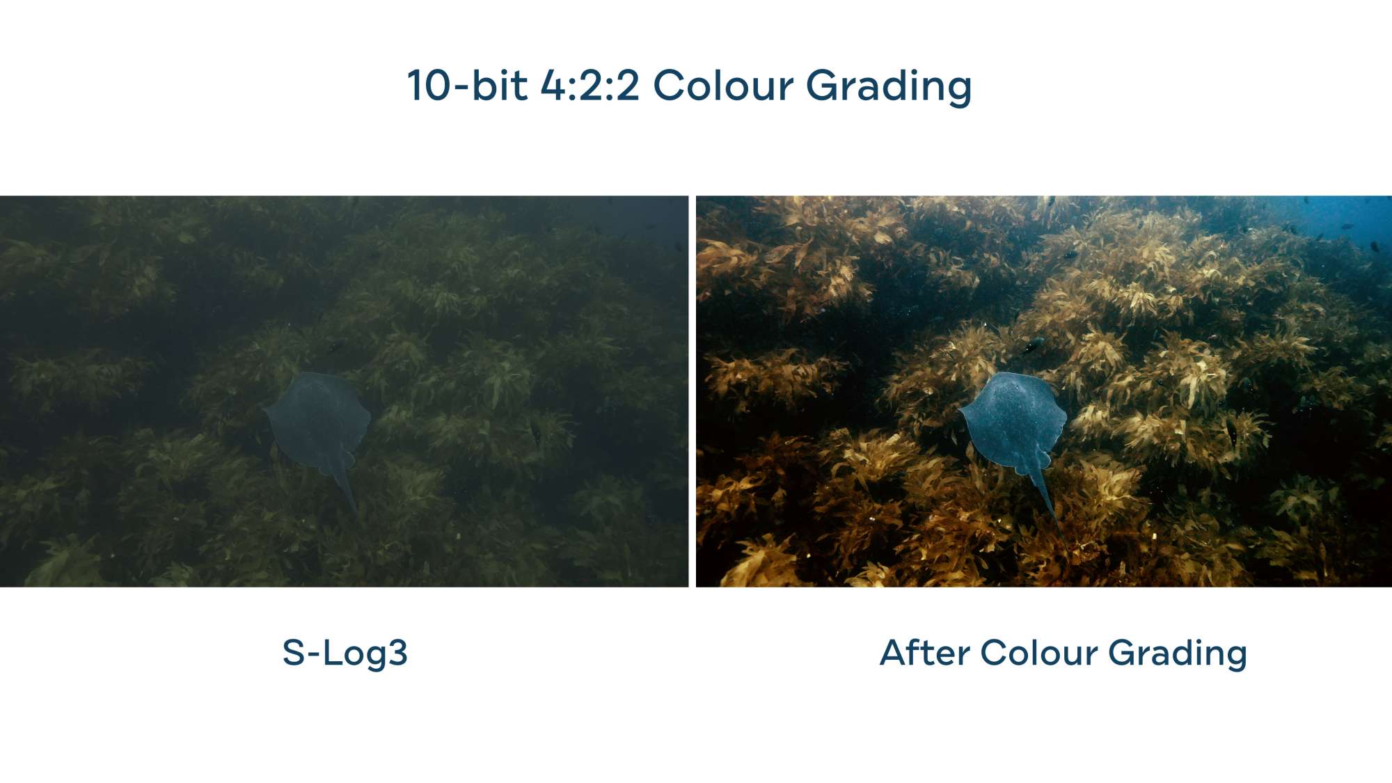 Underwater color grading Sony A7SIII Boxfish Luna stingray