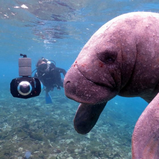 Image of a diver with Boxfish 360 and a manatee by Smart Rabbit VR