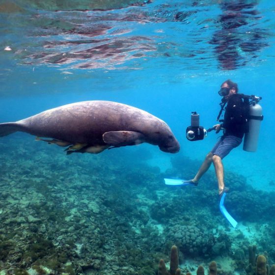 Image of a diver with Boxfish 360 and a manatee by Smart Rabbit VR