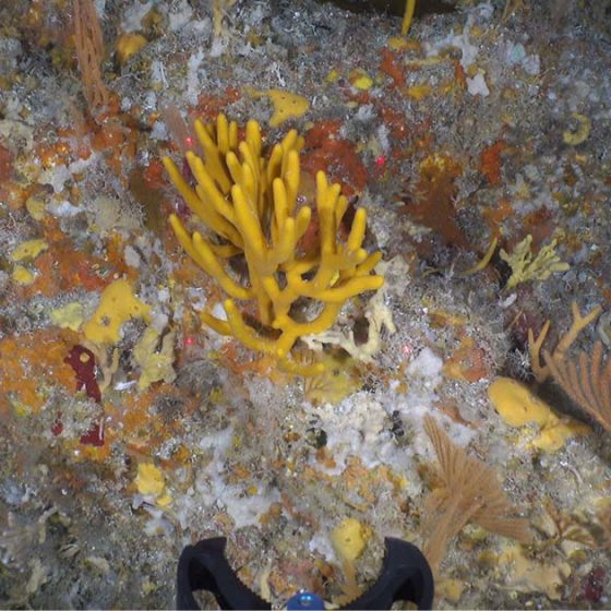 ROV still image of the sponges taken by the Boxfish Alpha ROV at Poor Knights