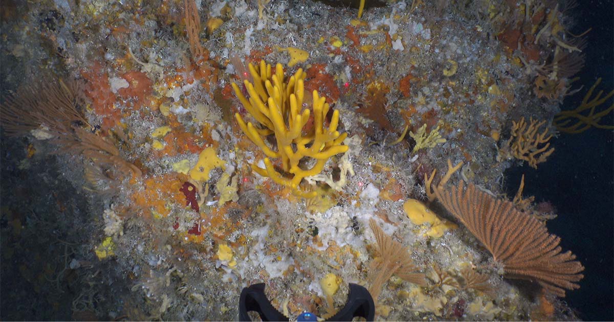 Boxfish AUVs for Environmental Monitoring