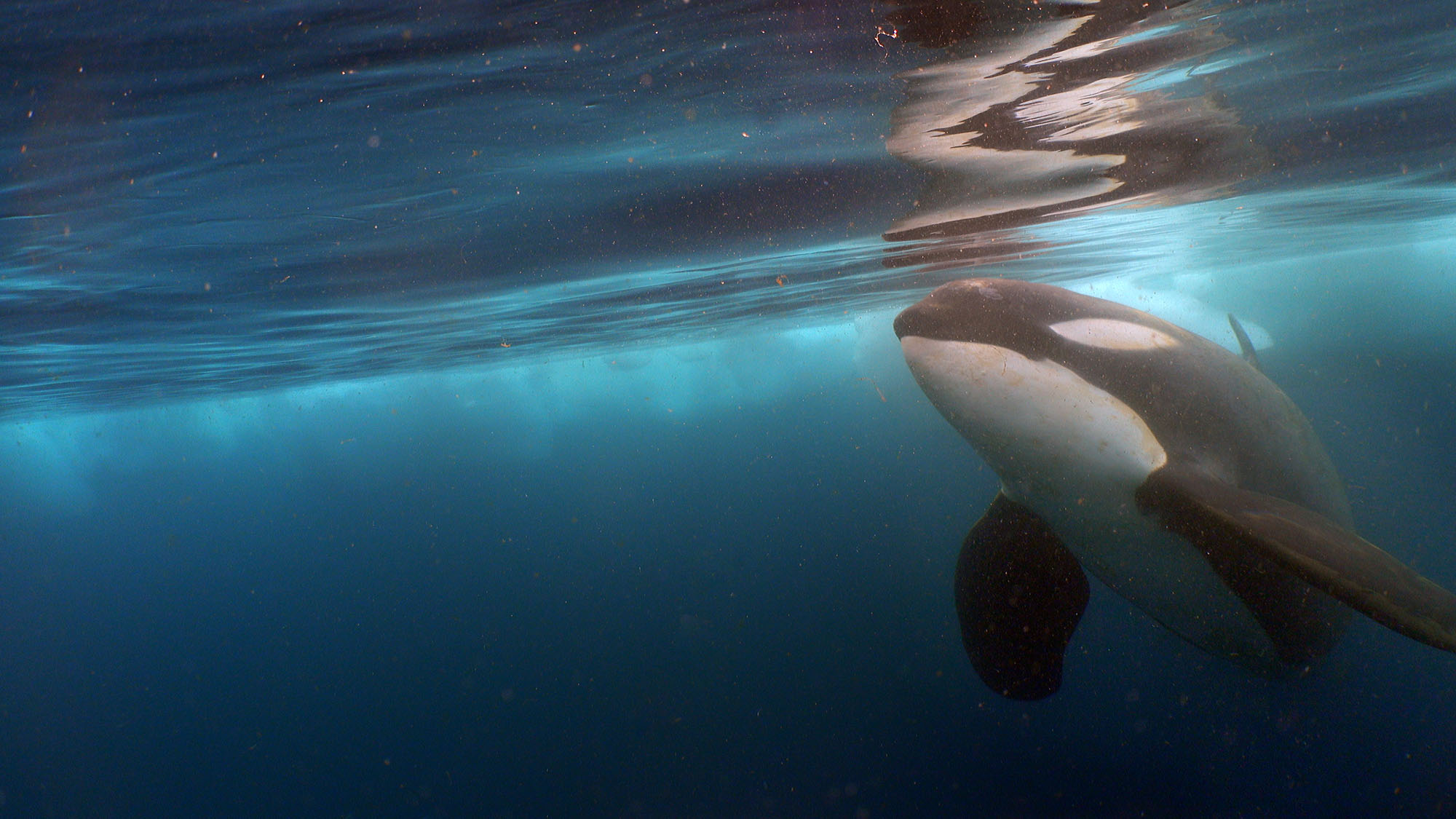 Boxfish ROV Marine Science - Type-C  Killer Whale