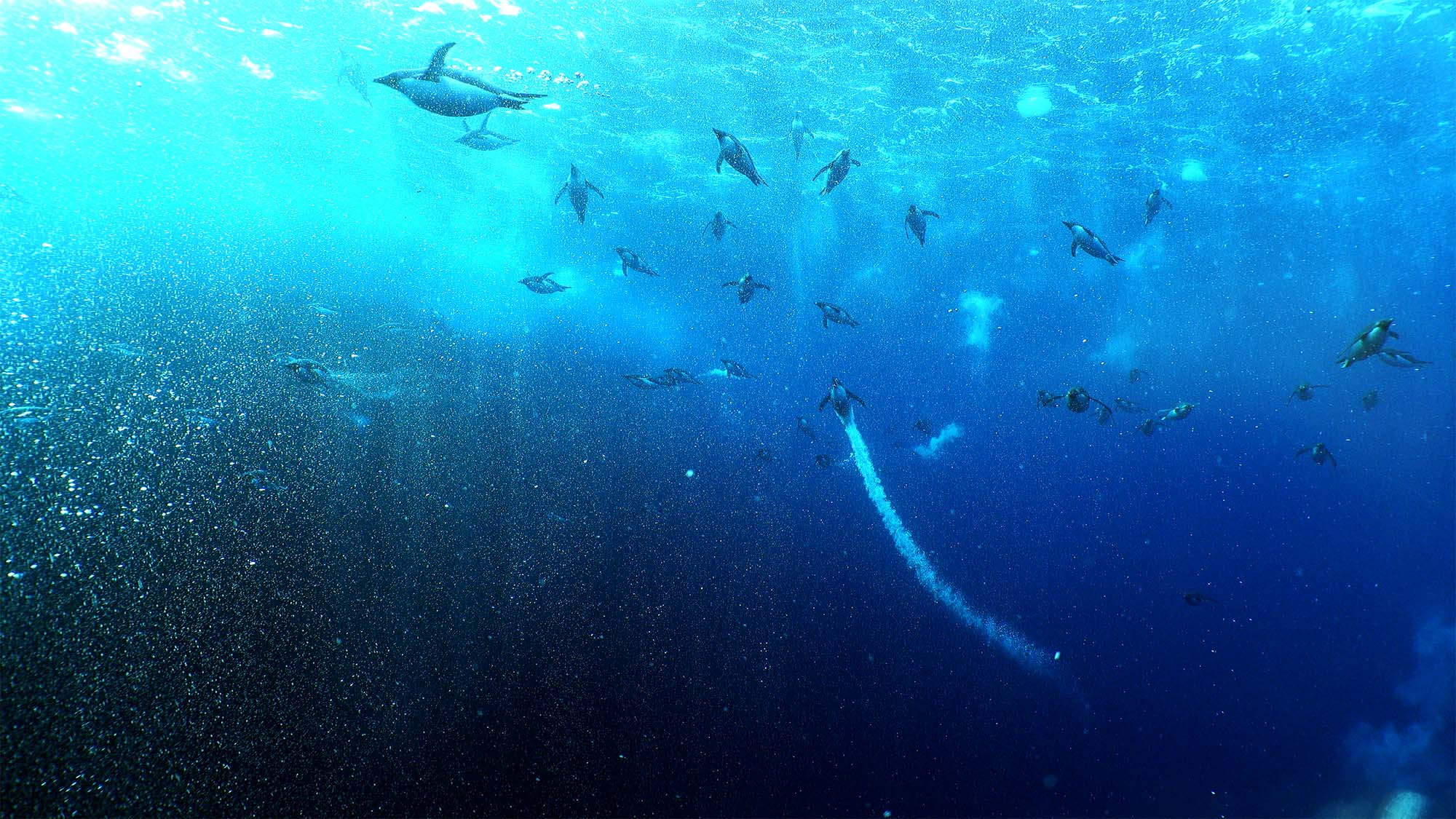 Adelie Penguines Shot on a Boxfish ROV Marine Science