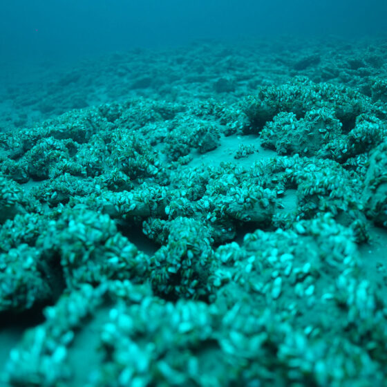 Invasive Quagga Mussels in the Great Lakes Filmed with Boxfish Luna ROV