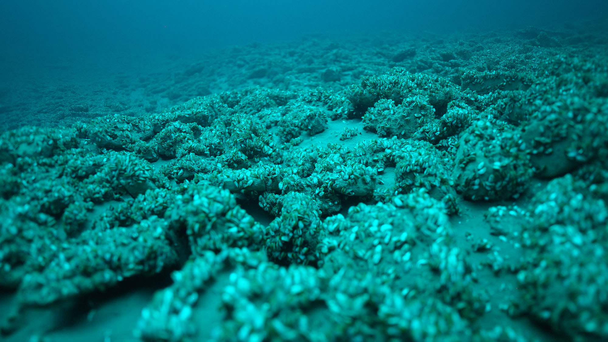 Invasive Quagga Mussels in the Great Lakes Filmed with Boxfish Luna ROV. Photo Credit: Inspired Planet Productions.