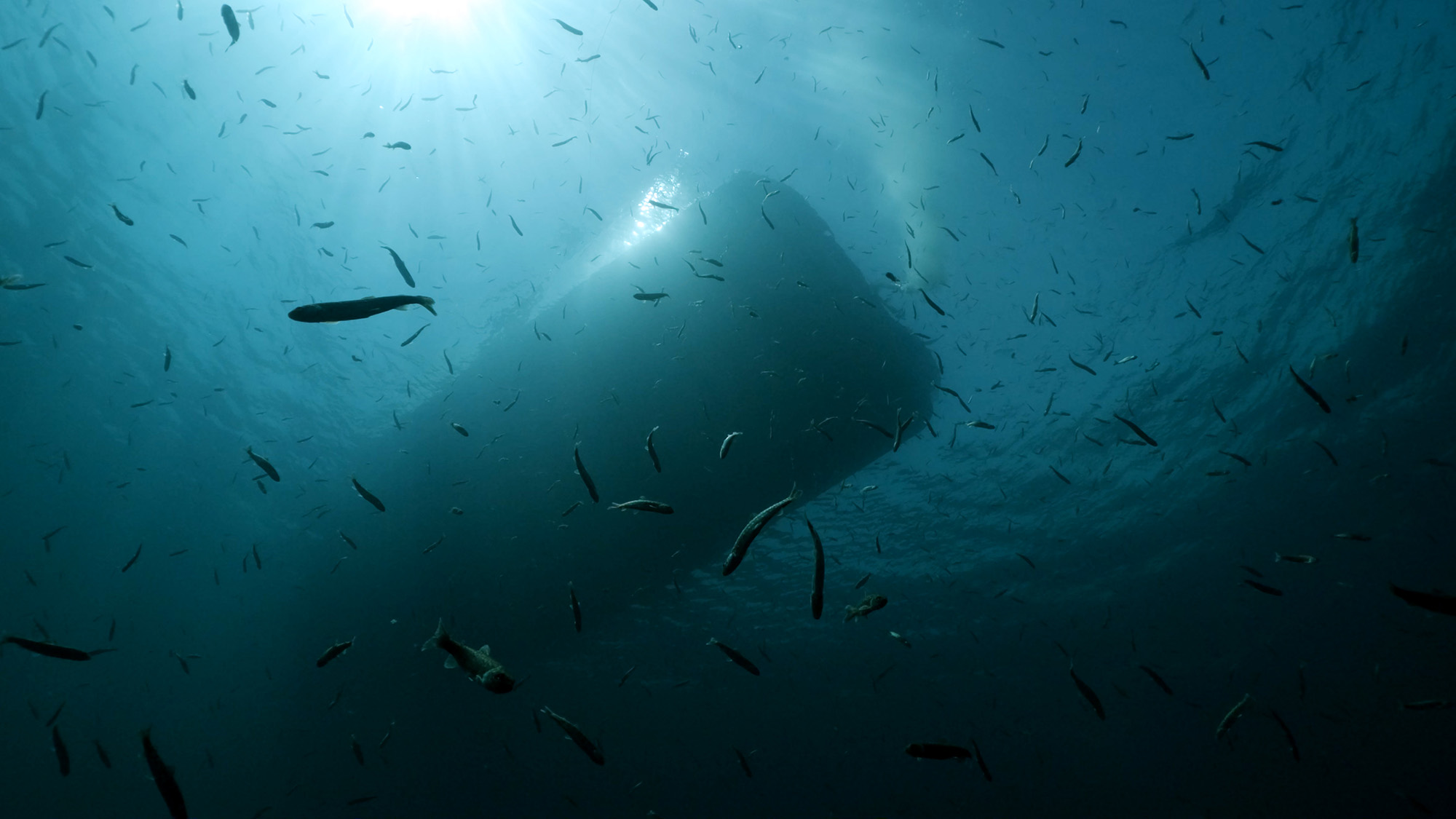 Great Lakes Documentary Trout Release Shot with Boxfish Luna ROV. Photo Credit: Inspired Planet Productions.