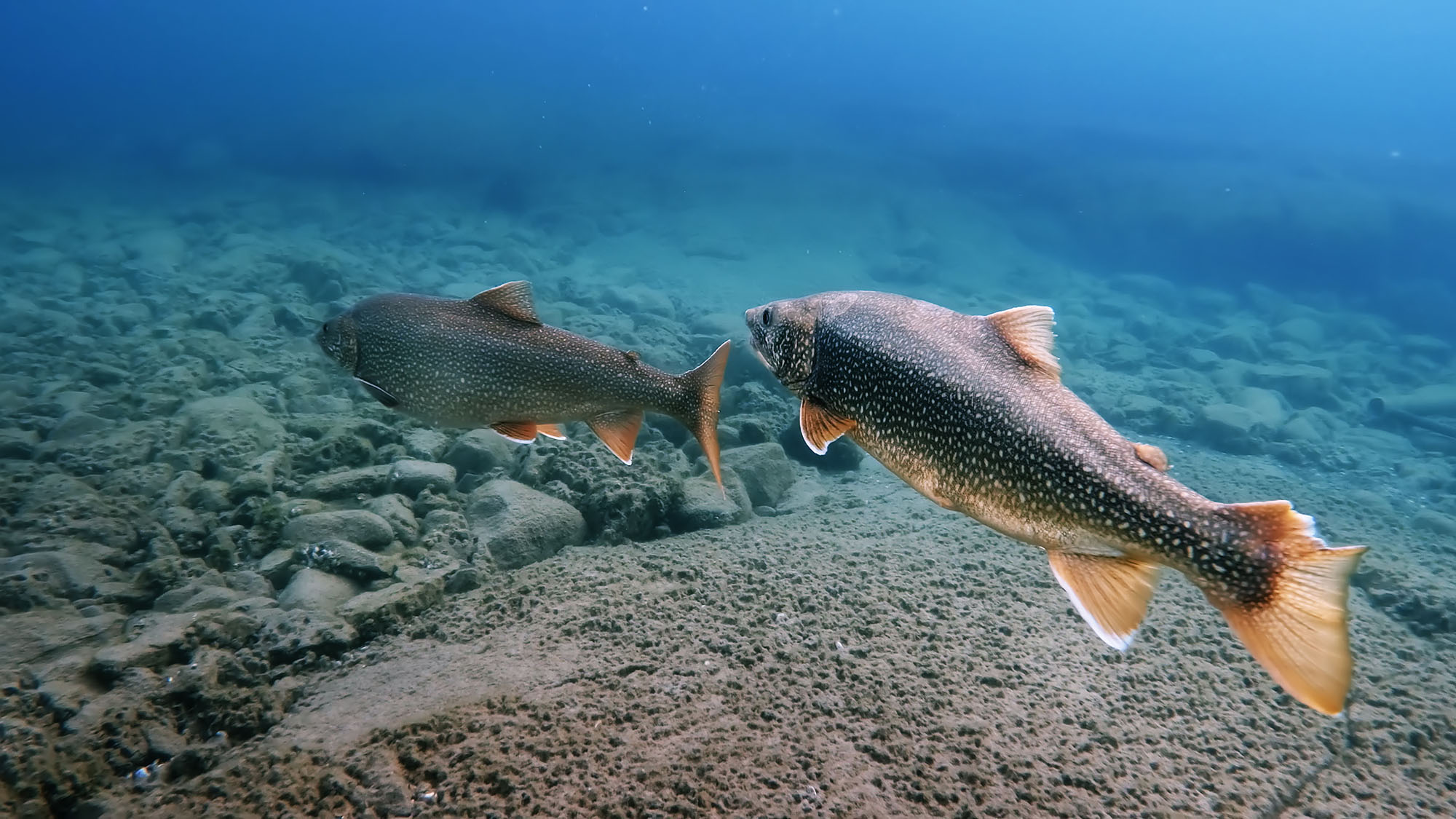Great Lakes Documentary - Lake Trout Shot with Boxfish Luna ROV. Photo Credit: Inspired Planet Productions