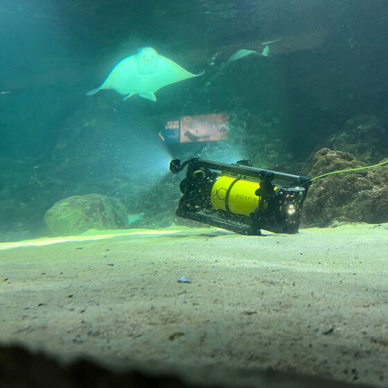 Ocean Cinematography with Boxfish Luna