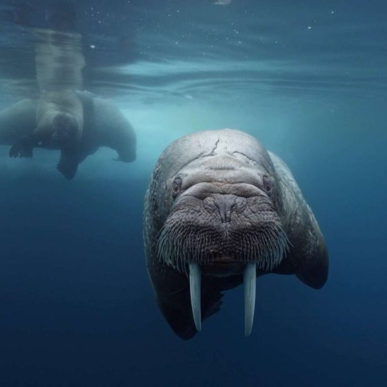 Walrus encounter captured by Boxfish Luna drone