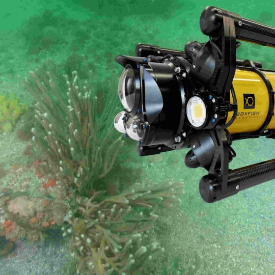 Autonomous Transect Video Surveys with Boxfish AUV