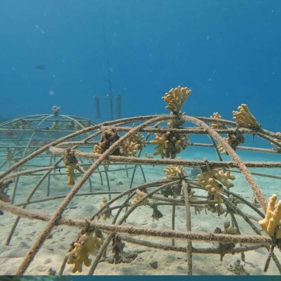 Coral garden captured by Boxfish Alpha ROV