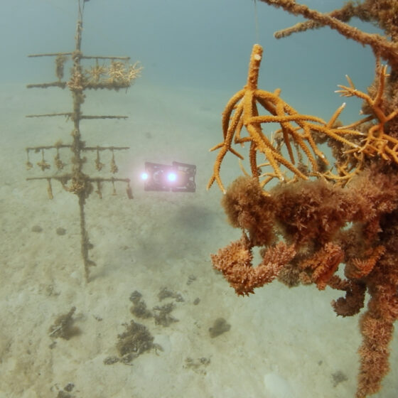 Autonomous Coral Reef Surveying with Boxfish AUVs